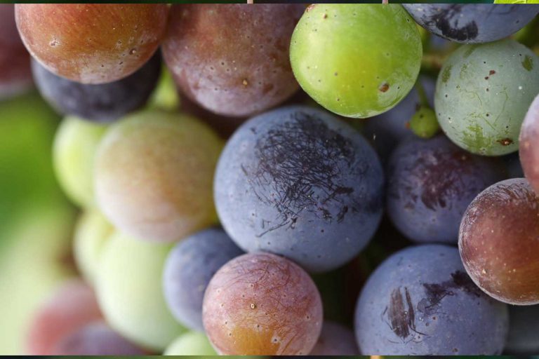 Extraction Processes for Pigment in Grape Skin