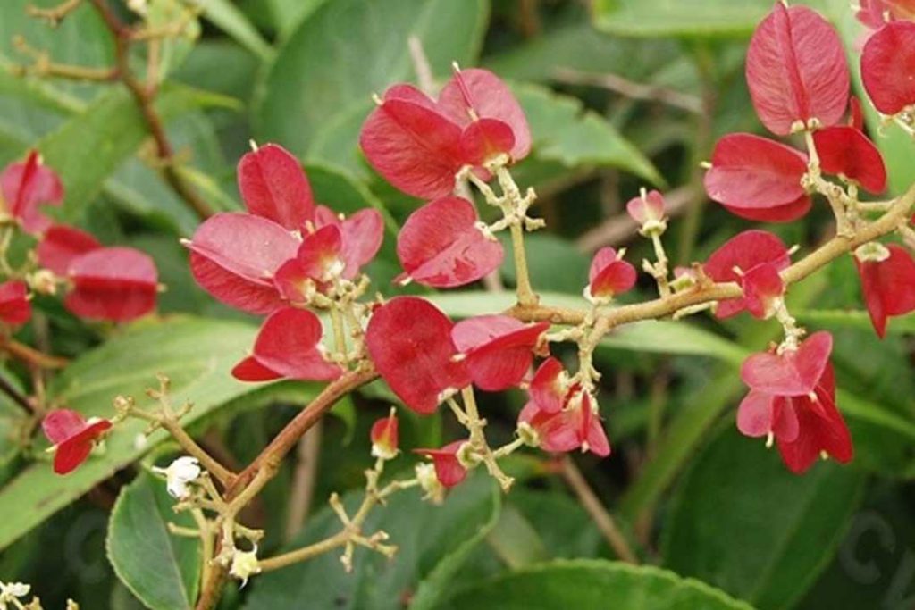 Tripterygium wilfordii 